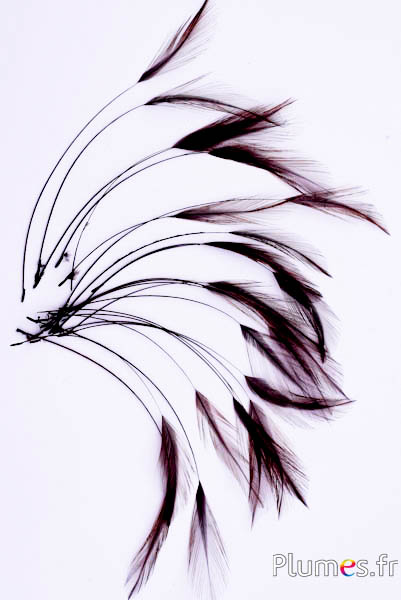 Coq filant - 10-15 cm - chocolat-noir